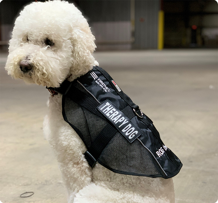 Image of dog